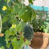 ゴーヤ,家庭菜園,緑は癒し,❤️いいね、ありがとう,元気に育ててますよの画像