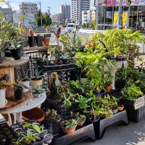 多肉植物,着生植物,リュウビンタイ科,パキポディウム属,珍奇植物専門店の画像