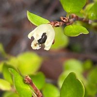 ワイヤープランツ,花壇,ガーデニング,庭木,山野草の画像