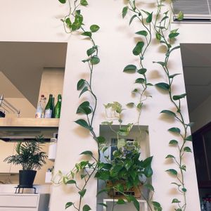 ゴールデンポトス,ポトスマーブルクイーン,テーブルヤシ,ポトスマーブルクイーン＊,観葉植物の画像
