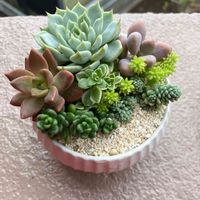 野薔薇の精,植物男子,おうち園芸,タニク男子,TOKIIROワークショップの画像