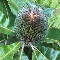 バンクシアの画像