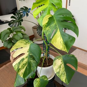 モンステラ ボルシギアナ オーレア,モンステラ属,レア植物,観葉植物,植物のある暮らしの画像