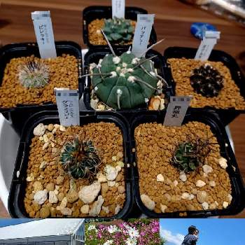 グズマニア,グズマニア・マグニヒカ,観葉植物,鉢植え,株分けの画像