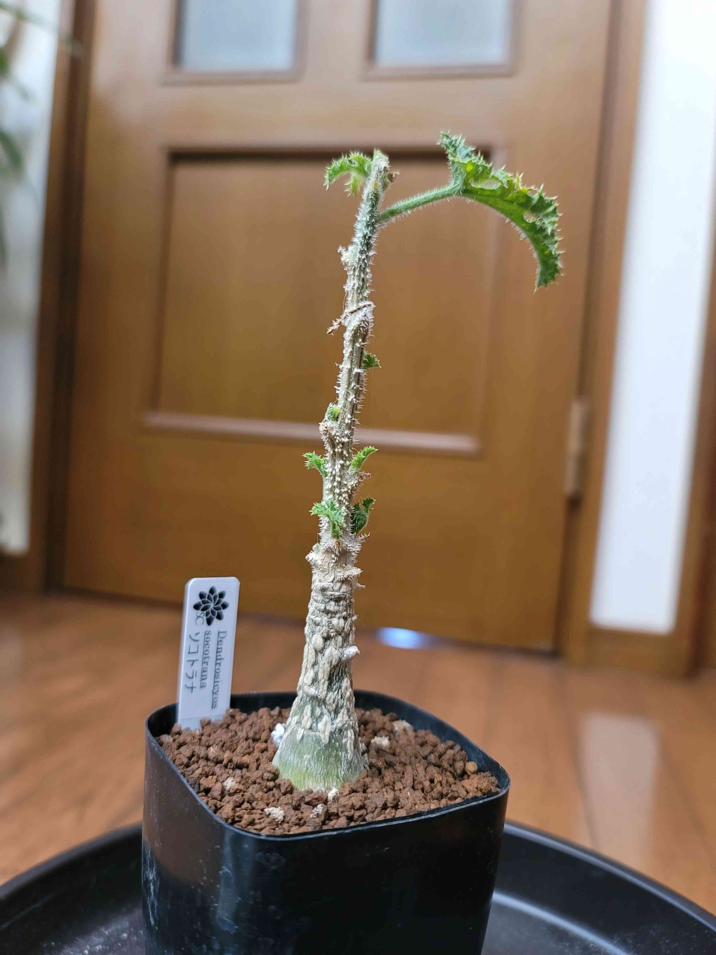 デンドロシキオス・ソコトラーナの一覧｜🍀GreenSnap（グリーン