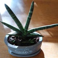 サンセベリア・キリンドリカ,サンセベリア・ボンセレンシスドワーフ,観葉植物,鉢植え,常緑の画像