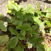 四季成りいちご,イチゴ,わたしの庭,花と光の中で,小さな庭の画像