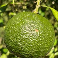 ユズ,kakirikea野菜果物,☆携帯撮影☆,実♡の画像
