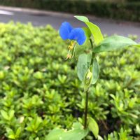 ツユクサ,花のある暮らし,平和を願う☆,植物がある暮らし,GS日和の画像