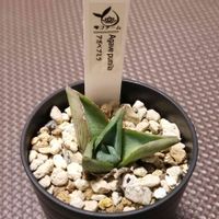 アガベ プミラ,プミラ,アガベ,多肉植物,おうち園芸の画像