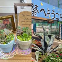 多肉寄せ植えワークショップ,多肉寄せ植えの画像