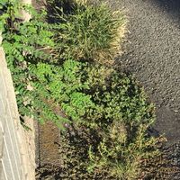 長柄小蜜柑草,スベリヒユ,オヒシバ,スベリヒユ,ゴウシュウアリタソウの画像