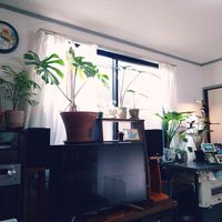 鬼面角,テーブルヤシ,モンステラ,アロカシア,インテリアの画像