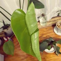 モンステラ,窓辺の画像