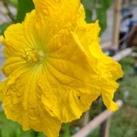 ヘチマ,黄色い花,今日のお花,活動記録(⁠ ⁠ꈍ⁠ᴗ⁠ꈍ⁠),お出かけ先の画像