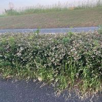 シロツメクサの画像