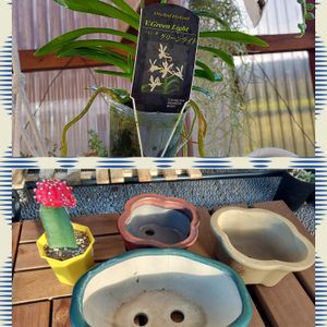 緋牡丹,盆栽鉢✴︎,バンダ グリーン ライト V.Green Light,盆栽鉢,花木センターの画像