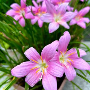 ゼフィランサス(サフランモドキ),ピンクの花,日当たり良好,真夏の花,19日はピンクの日!の画像