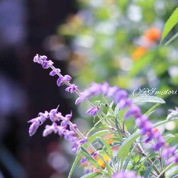 ローゼル,ハイビスカスローゼル,ハイビスカスの実,みどりのまとめ,GS映えの画像