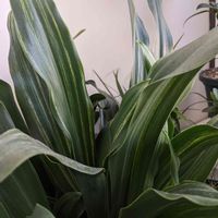 オモト,オモト（万年青）,鉢植え,万年青(大葉),古典園芸植物の画像