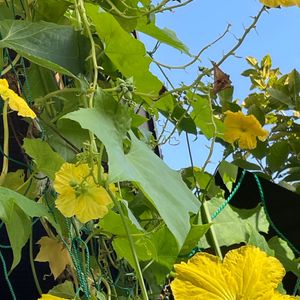 ヘチマ,グリーンカーテン,つる性植物,我が家の庭,今日のお花の画像