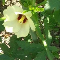オクラ,和の花♪のお花,農園,散歩の画像
