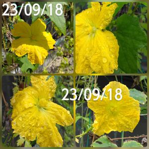 ヘチマ,グリーンカーテン,つる性植物,黄色いお花,スマホ撮影の画像
