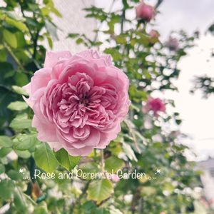 宿根草の庭,ばら バラ 薔薇,ローズ・ポンパドゥール,ナチュラルガーデン,おうち園芸の画像