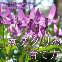 園芸,植物のある暮らし,ハイポネックス,おうち園芸, ハイポネックス園芸部の画像