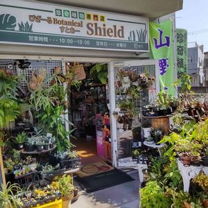 多肉植物,着生植物,パキポディウム属,珍奇植物専門店,塊根の画像