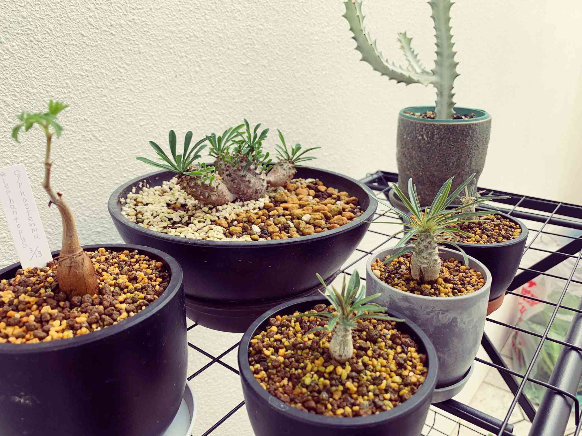 キフォステンマ・エレファントプスの一覧｜🍀GreenSnap（グリーン