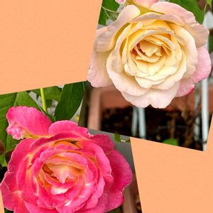 ダブルディライト♡,バラ 鉢植え,元気もらえる,四季咲き,平和を願う☆の画像