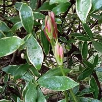 彼岸花  曼珠沙華,ジンチョウゲ,頑張って,小さな庭の画像