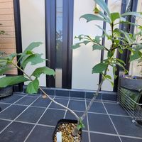 バオバブ,アダンソニア・ディギタータの画像