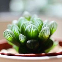 ハオルチア オブツーサ,多肉植物,ハオルチア属,窓辺の画像