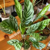 カラテア フレディ,観葉植物,ハイドロカルチャー,元気に育ってます♪,カラテア属の画像
