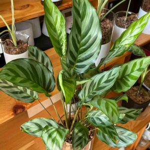 カラテア フレディ,観葉植物,ハイドロカルチャー,元気に育ってます♪,カラテア属の画像