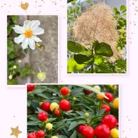 シュウメイギク,スモークツリー,観賞用トウガラシ,近所のSC花壇,お出かけ先の画像