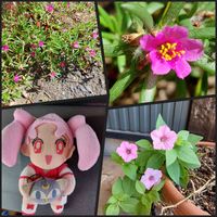 サフィニア,ヒメマツバボタン,乙女ピンク,キュンキュン乙女倶楽部,毎日♥Thank you♥の画像