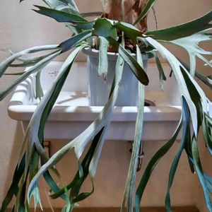  ビカクシダの画像