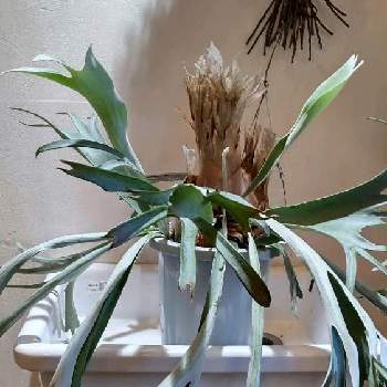 ビカクシダ ネザーランド, ビカクシダ,シダ植物, コウモリラン ,ビカクシダ板付の画像