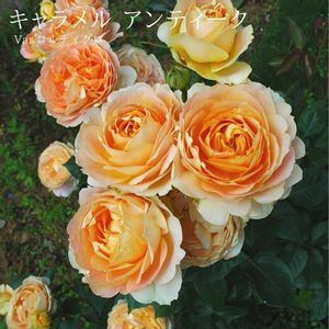バラ　キャラメルアンティーク,クォーター咲き,ばら バラ 薔薇,カップ咲き,四季咲き大輪系の画像