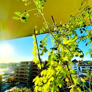 ゴーヤ,こぼれ種からのミニトマト,グリーンカーテン,朝陽,青い空との画像