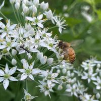 ニラ,西洋ミツバチ,多年草,昆虫と植物,緑のある暮らしの画像