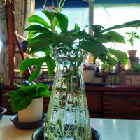ヒメモンステラ,水挿し,部屋の画像