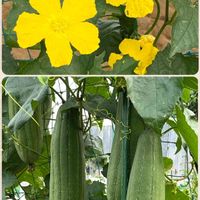 ヘチマ,栽培品,優しさ,今日のお花の画像