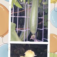 ヘチマ,今日のお花,ジョギング,お出かけ先の画像