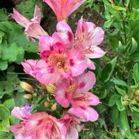 アルストロメリア,ピンクの花,癒し,ピンク,お庭の植物の画像