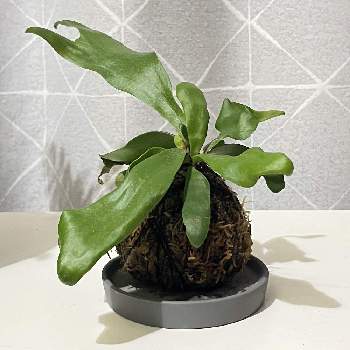 ビカクシダ ネザーランド, ビカクシダ,シダ植物, コウモリラン ,ビカクシダ板付の画像