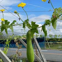 ヘチマ,頑張る植物,畑の画像